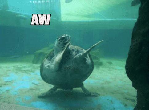 Dancing Turtle GIF - Birthday Turtle Dancing GIFs
