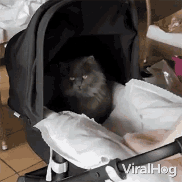 Cat In A Stroller Viralhog GIF - Cat In A Stroller Viralhog Cat Hanging Out In The Stroller GIFs