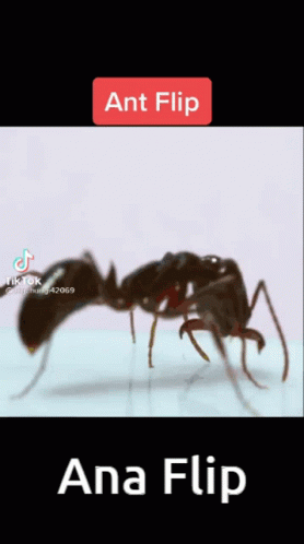 Ant Yuxis GIF - Ant Yuxis Flip GIFs