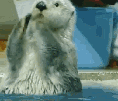 Applause Sea Otter GIF - Applause Sea Otter GIFs