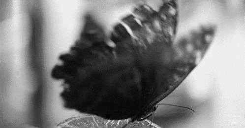 Black Butterfly GIF - Black Butterfly Gothic GIFs