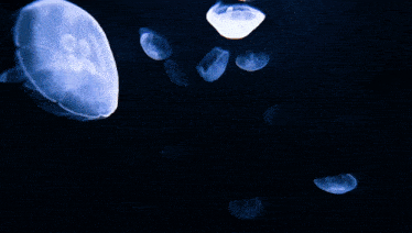 Jellyfish Ocean GIF - Jellyfish Ocean Blue GIFs