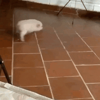 a white cat is walking on a tiled floor in a room .