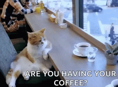 Are You Having Your Coffee Cat GIF - Are You Having Your Coffee Cat Bored GIFs