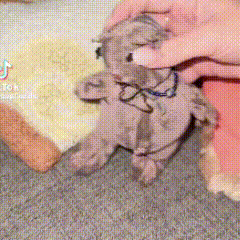 a person is holding a stuffed animal in front of a piece of bread with tiktok written on it
