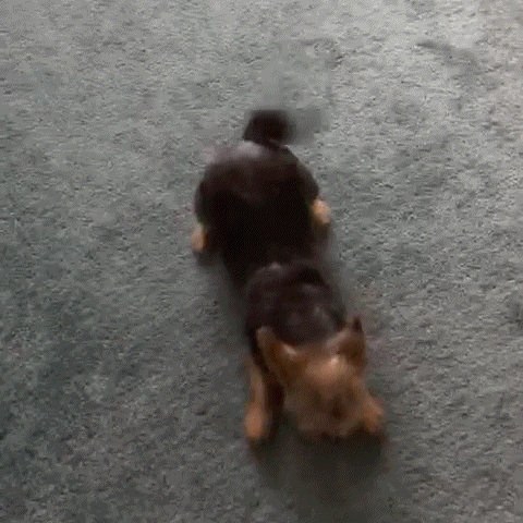 a small dog is laying on its back on the floor