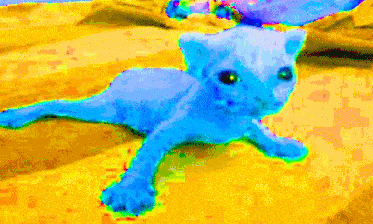 a blue kitten is laying on a yellow surface