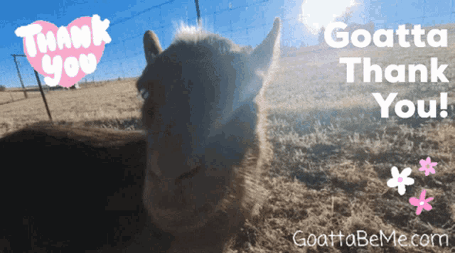 Thanks Thank You GIF - Thanks Thank You Goats GIFs