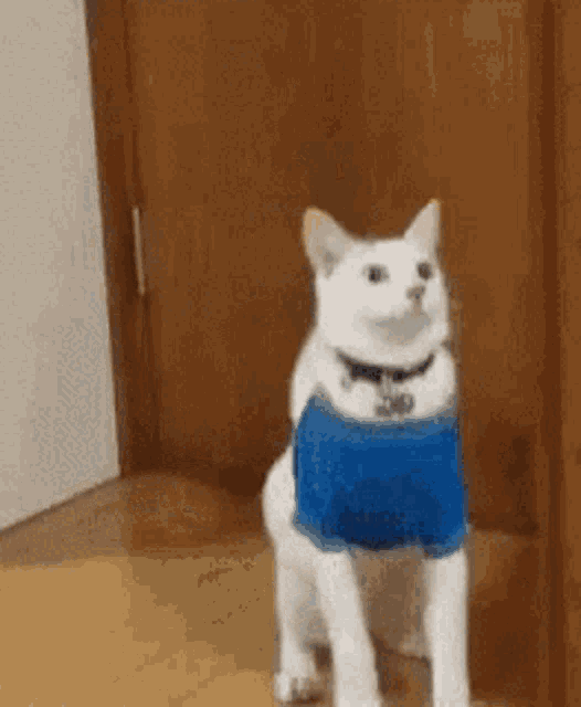a white cat wearing a blue shirt and collar is standing in front of a door .