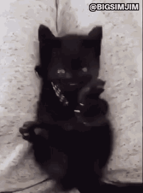 Kitten Black Cat GIF - Kitten Black Cat Cat GIFs