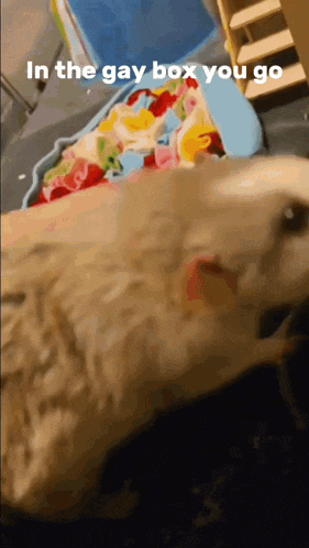 a dog is laying in a box with the words in the gay box you go