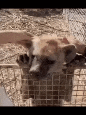 a person is petting a hyena behind a wire fence .