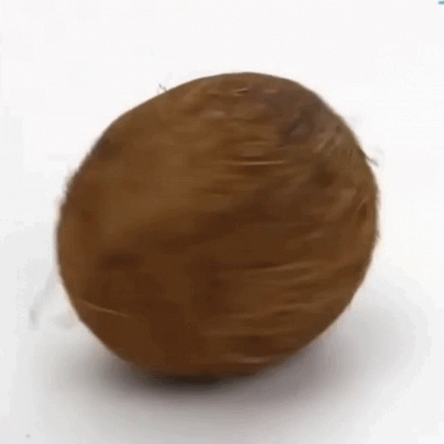 Coconut Spin GIF - Coconut Spin GIFs