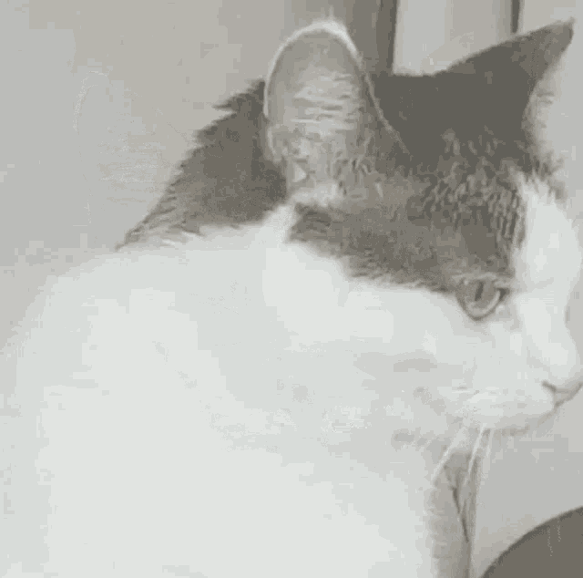Borka Angry GIF - Borka Angry Cat GIFs