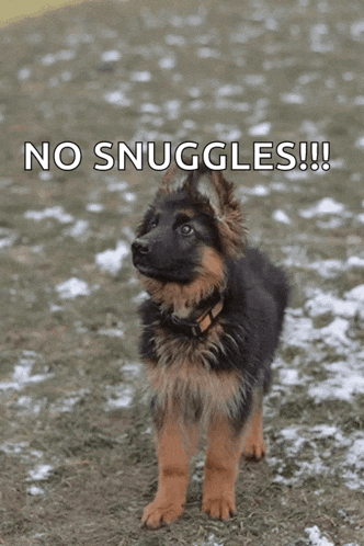 a german shepherd puppy standing in the snow with the words no snuggles