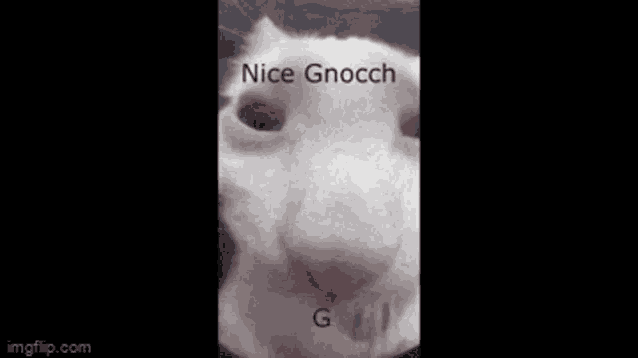 a close up of a white cat 's face with the words `` nice gnocch '' written on it .