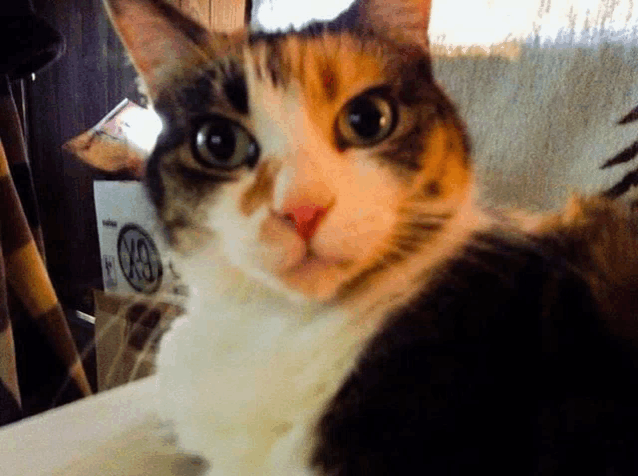 a calico cat looks at the camera in front of a sign that says x9