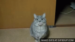 Thank You Cat GIF - Thank You Cat GIFs