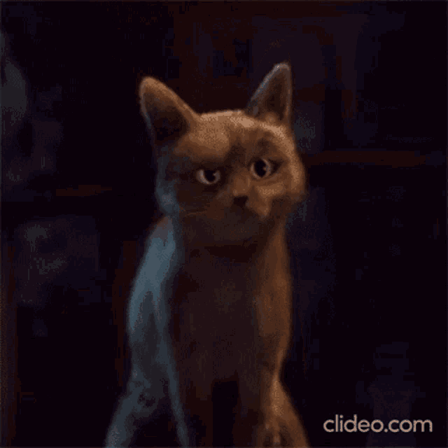 Oh Cat GIF - Oh Cat GIFs
