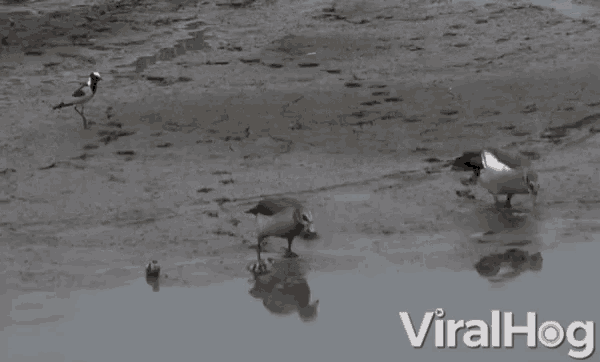 three birds are drinking water from a muddy body of water with the words viralhog in the corner