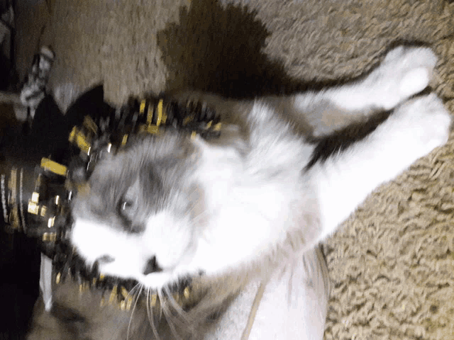 a cat wearing a black and white hat is laying down on the floor