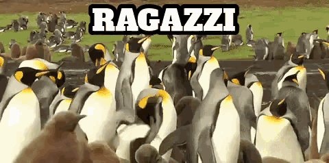 a group of penguins are gathered in a field with the word ragazzi written above them