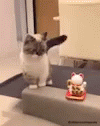 Funny Aninals Cats GIF - Funny Aninals Cats Luck Cat GIFs
