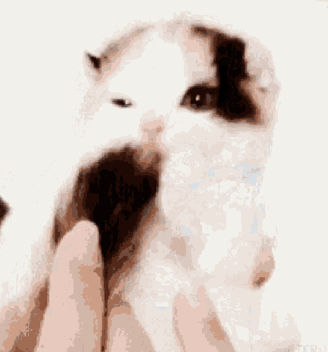 Lel Cat GIF - Lel Cat GIFs