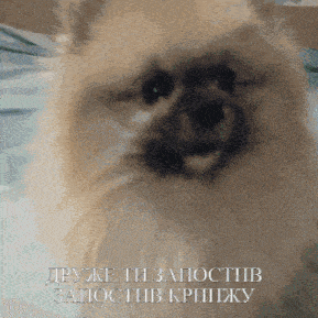 a close up of a pomeranian dog with the words " друже ти запотив запотив кришжу " below it