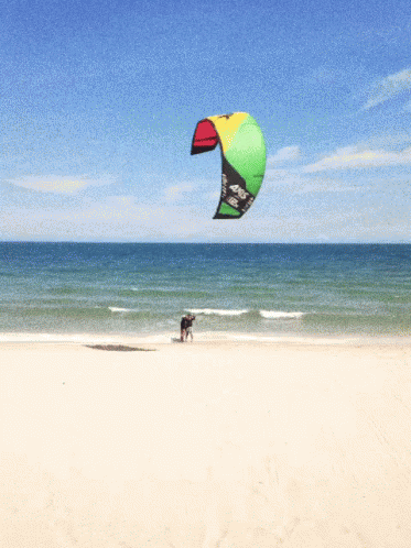 Beach Sea GIF - Beach Sea Kite GIFs