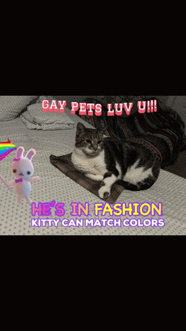 a cat laying on a bed with the words gay pets luv u on top