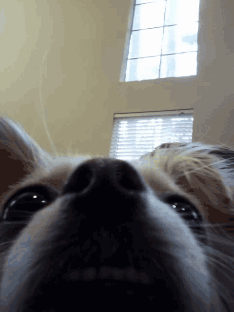 a close up of a dog 's nose with a window behind it