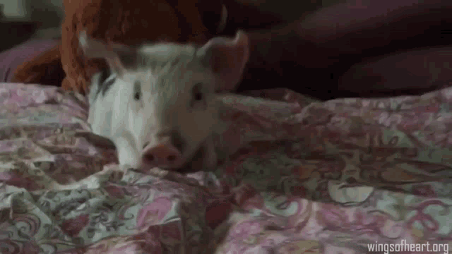 Pig Mouth GIF - Pig Mouth Pig Mouth GIFs