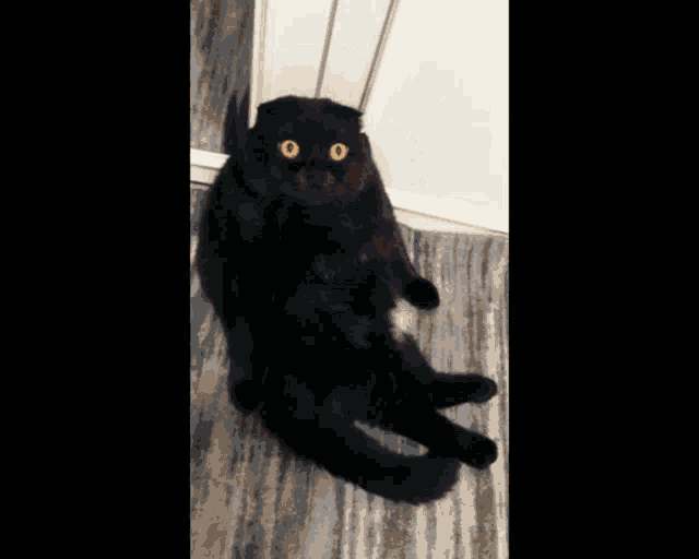 a black cat is laying on its back on a wood floor