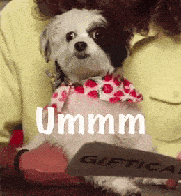 a small dog wearing a strawberry shirt is being held by a person