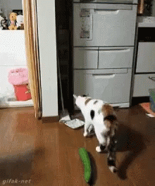 Cat Cucumber GIF - Cat Cucumber Shocked GIFs