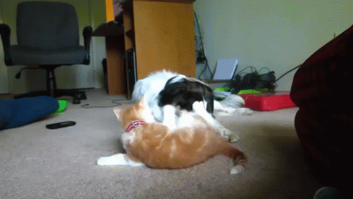 Afraid Of Victory GIF - Cats Dogs Fight GIFs