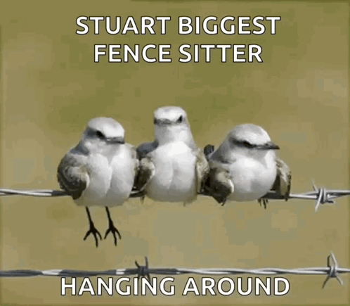 Bored Hanging Around GIF - Bored Hanging Around Bird GIFs