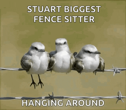 three birds are perched on a barbed wire fence and the caption says stuart biggest fence sitter hanging around