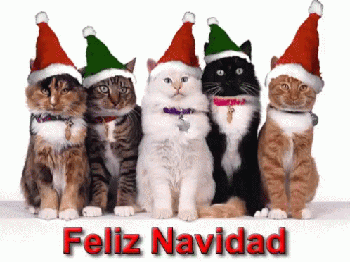 Merry Christmas Cats GIF - Merry Christmas Cats Santa GIFs