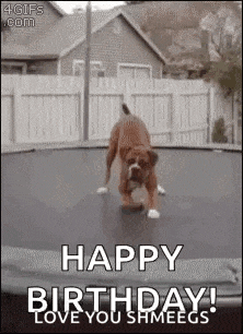 a dog is jumping on a trampoline with the words `` happy birthday ! love you shmeegs '' .