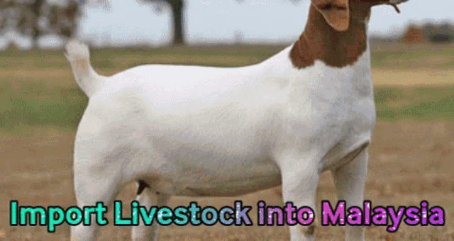 Import Livestock Into Malaysia Cow GIF - Import Livestock Into Malaysia Cow GIFs