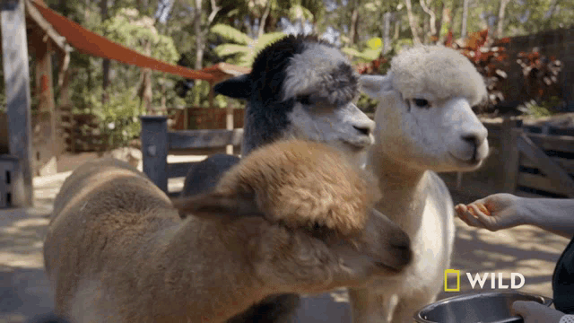 Eating National Geographic GIF - Eating National Geographic Alpaca Herd Goes For A Walk GIFs