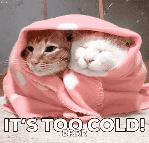 Cold Freezing GIF - Cold Freezing Cat GIFs