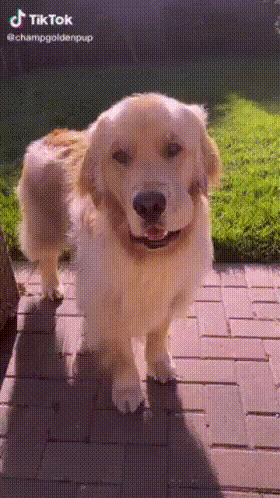 a dog standing on a brick sidewalk with a tiktok watermark on the bottom right