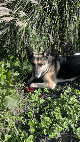 a dog laying in the grass with a red collar on