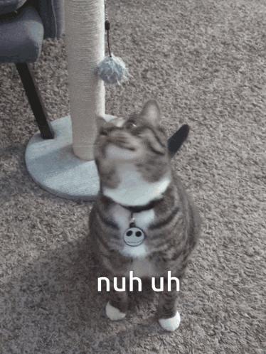 a cat is looking up with the words nuh uh behind it
