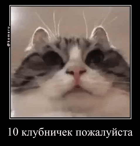 a close up of a cat 's face in a frame with a caption in russian .