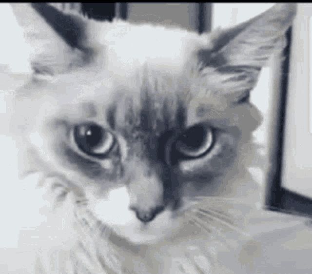 Surprised Shocked GIF - Surprised Shocked Cat GIFs