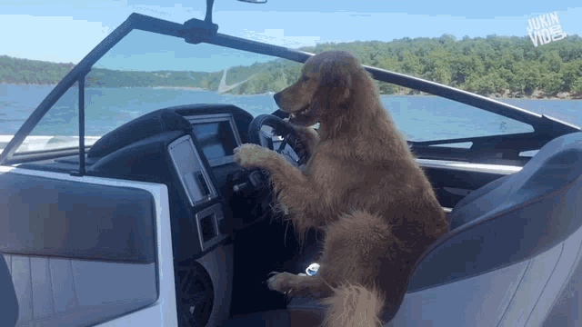 a dog sitting in the driver 's seat of a boat with the words jukin vine on the bottom right